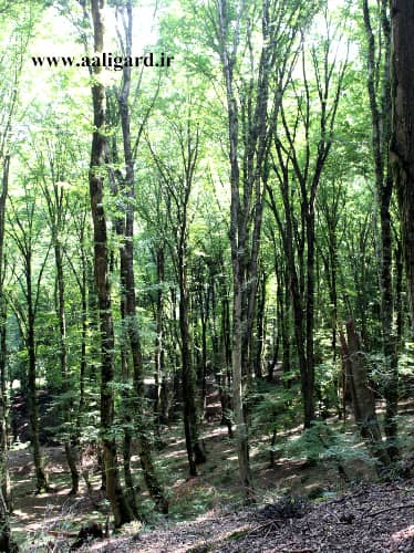 اقامتگاه افضل روآر : تجربه به یادماندنی از شبی در جنگل