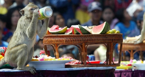 جشنواره بوفه میمون‌‌‌‌ : میمون ها یکی از مشهورترین جاذبه های گردشگری لوپبوری