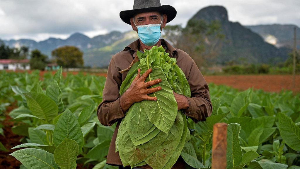 کشاورزی در کوبا : کوبایی‌‌ها برای بقا به کشاورزی روی آورده اند