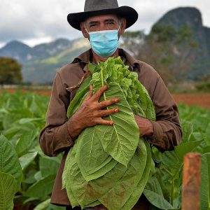 کشاورزی در کوبا : کوبایی‌‌ها برای بقا به کشاورزی روی آورده اند